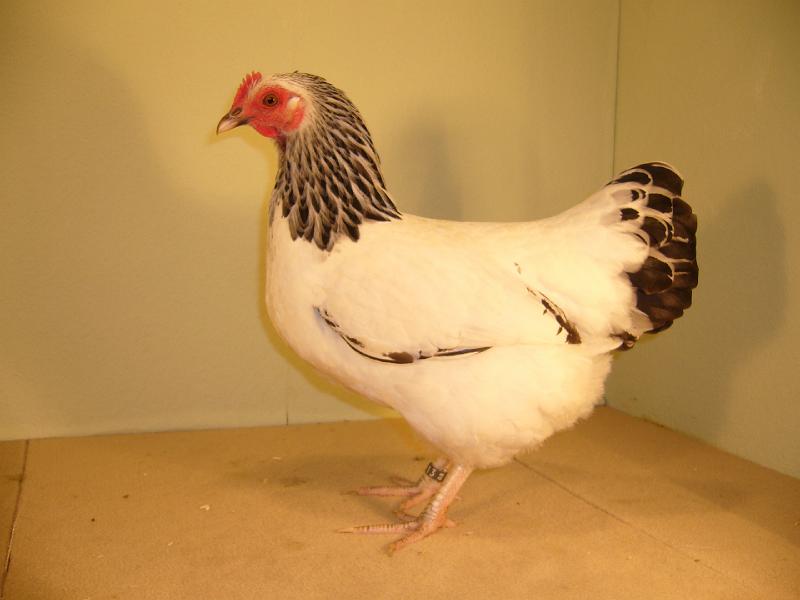 Muenster 2008 736.jpg - Zwerg Sussex weiss-schwarzcolumbia von Meinolf Mertensotto Preis HV96 LVEJ